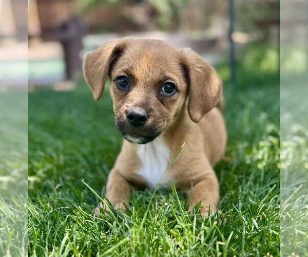 Medium Photo #1 Dachshund-Unknown Mix Puppy For Sale in MIDWAY, UT, USA