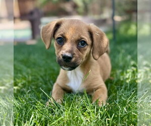 Dachshund-Unknown Mix Dogs for adoption in MIDWAY, UT, USA