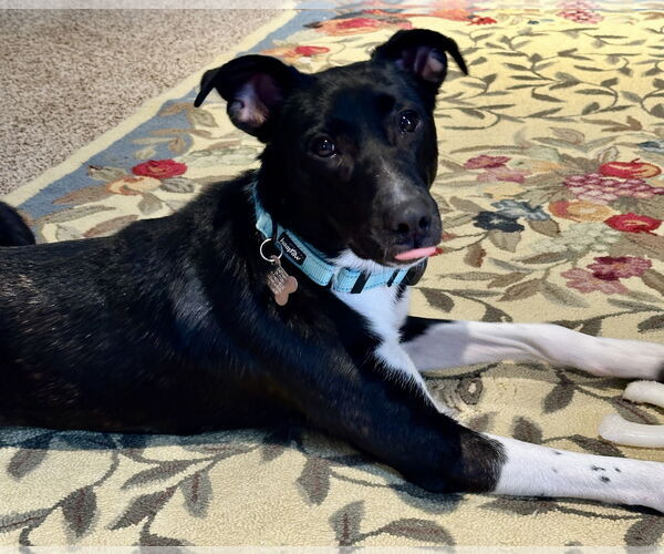 Medium Photo #1 Border Collie-Unknown Mix Puppy For Sale in Harrisburg, PA, USA