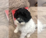 Small Photo #19 Portuguese Water Dog Puppy For Sale in STERLING, CO, USA
