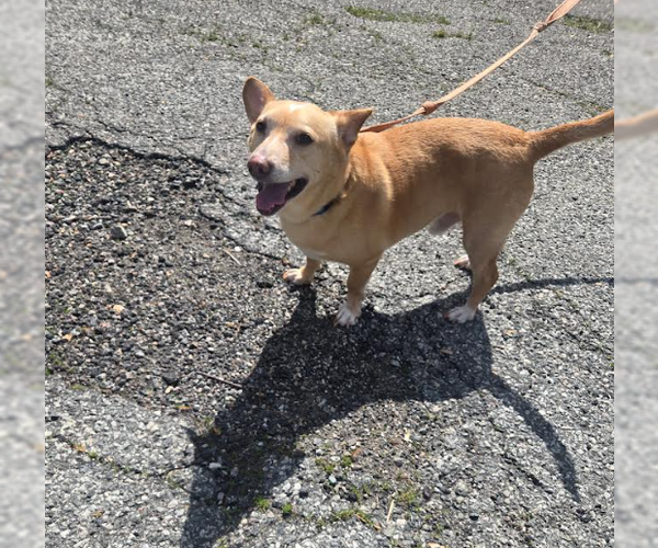 Medium Photo #1 Chiweenie Puppy For Sale in Cranston, RI, USA
