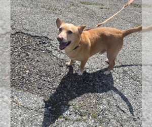 Chiweenie Dogs for adoption in Cranston, RI, USA