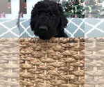 Small Photo #6 Labradoodle Puppy For Sale in ELK GROVE, CA, USA