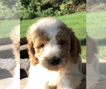 Small Photo #18 Goldendoodle Puppy For Sale in FALMOUTH, VA, USA