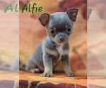 Small #4 Chihuahua