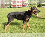 Small #1 Doberman Pinscher