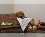 Image preview for Ad Listing. Nickname: Jester