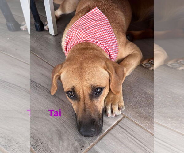 Medium Photo #5 Mutt Puppy For Sale in Jefferson, NJ, USA