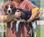 Small #3 Beagle