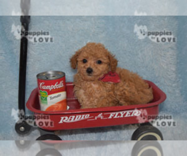Medium Photo #2 Poodle (Toy) Puppy For Sale in SANGER, TX, USA