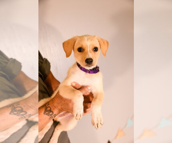 Medium Photo #6 Dachsador Puppy For Sale in Brooklyn Center, MN, USA