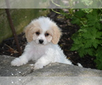 Small Photo #3 Cavachon Puppy For Sale in ELDORADO, OH, USA