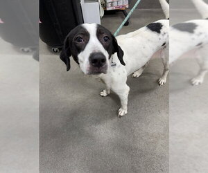 German Shorthaired Pointer-Unknown Mix Dogs for adoption in Forestville, MD, USA