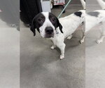 Small German Shorthaired Pointer Mix