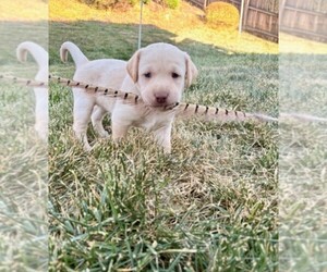 Medium Labrador Retriever