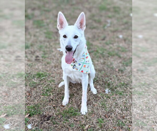 Medium Photo #1 Australian Shepherd-white german shepherd Mix Puppy For Sale in Holly Springs, NC, USA