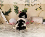 Small Photo #11 Zuchon Puppy For Sale in WARSAW, IN, USA
