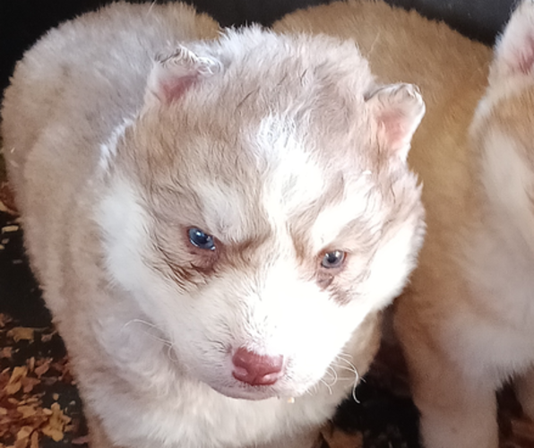 Medium Photo #1 Siberian Husky Puppy For Sale in GAFFNEY, SC, USA