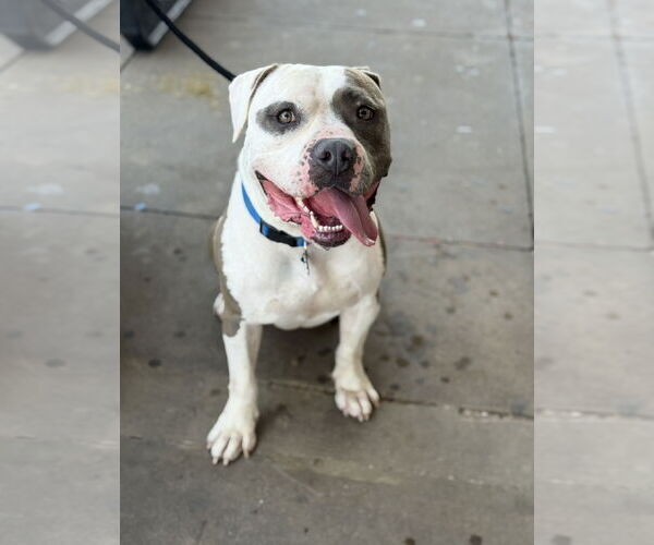 Medium Photo #2 American Staffordshire Terrier-Unknown Mix Puppy For Sale in Euless, TX, USA