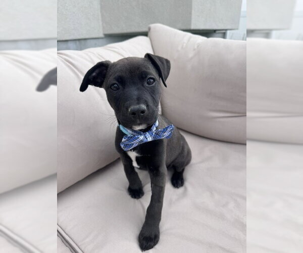 Medium Photo #2 Mutt Puppy For Sale in Sandy, UT, USA