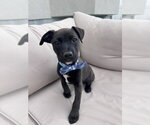 Small #1 Mutt
