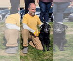 Small #2 Labrador Retriever Mix