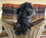 Puppy Puppy 5 Cavapoo