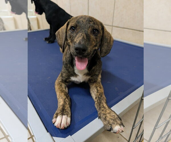 Medium Photo #1 Mountain Cur Puppy For Sale in Green Forest, AR, USA