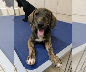 Mountain Cur Dogs for adoption in Green Forest, AR, USA
