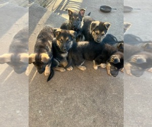 German Shepherd Dog-Wolf Hybrid Mix Puppy for sale in EL DORADO, KS, USA