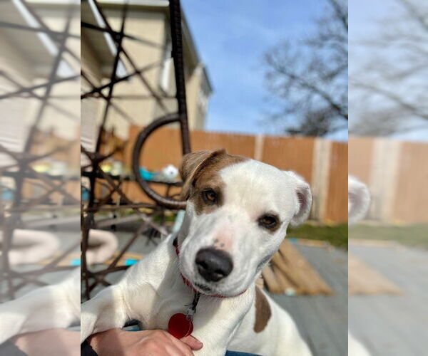 Medium Photo #4 Mutt Puppy For Sale in Springdale, PA, USA