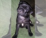 Small Photo #6 Pug Puppy For Sale in FORT WAYNE, IN, USA