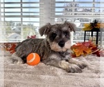 Small Schnauzer (Miniature)