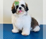 Puppy Bluey Shih Tzu
