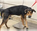 HOUDINI - Male German Shepherd Dog-Unknown Mix Dog for Adoption - Small photo