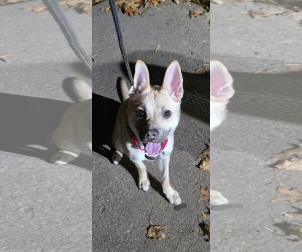 Medium Photo #7 Pug-Unknown Mix Puppy For Sale in Princeton, MN, USA
