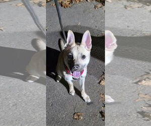 Gravy - Female Pug-Unknown Mix Dog for Adoption - Photo #7
