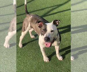 American Pit Bull Terrier-Unknown Mix Dogs for adoption in Brooklyn, NY, USA