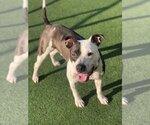Small Photo #1  Puppy For Sale in , 