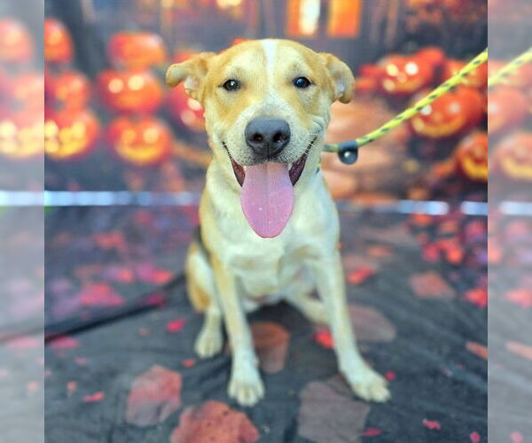 Medium Photo #3 German Shepherd Dog-Treeing Walker Coonhound Mix Puppy For Sale in Long Beach, CA, USA