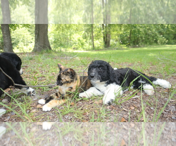 Medium Photo #7 Aussiedoodle Puppy For Sale in CONWAY, SC, USA