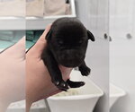 Small #1 Mutt