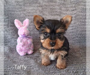 Yorkshire Terrier Puppy for Sale in MOUNT PLEASANT, Michigan USA