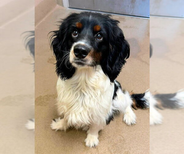 Medium Photo #1 Cocker Spaniel-Unknown Mix Puppy For Sale in Sacramento, CA, USA