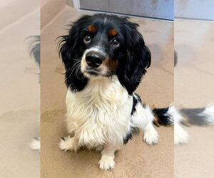 Cocker Spaniel-Unknown Mix Dogs for adoption in Sacramento, CA, USA