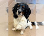 Small Cocker Spaniel Mix