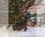 Small Photo #11 French Bulldog Puppy For Sale in FAYETTEVILLE, GA, USA