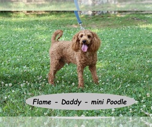 Father of the Poodle (Miniature) puppies born on 03/15/2024