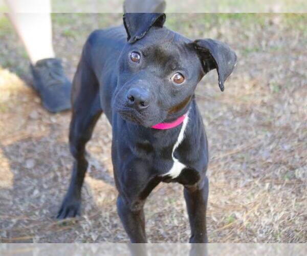 Medium Photo #1 American Staffordshire Terrier-Unknown Mix Puppy For Sale in Tallahassee, FL, USA