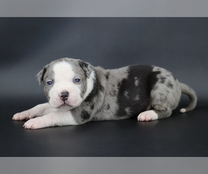 American Bully Puppy for sale in CHAMPAIGN, IL, USA
